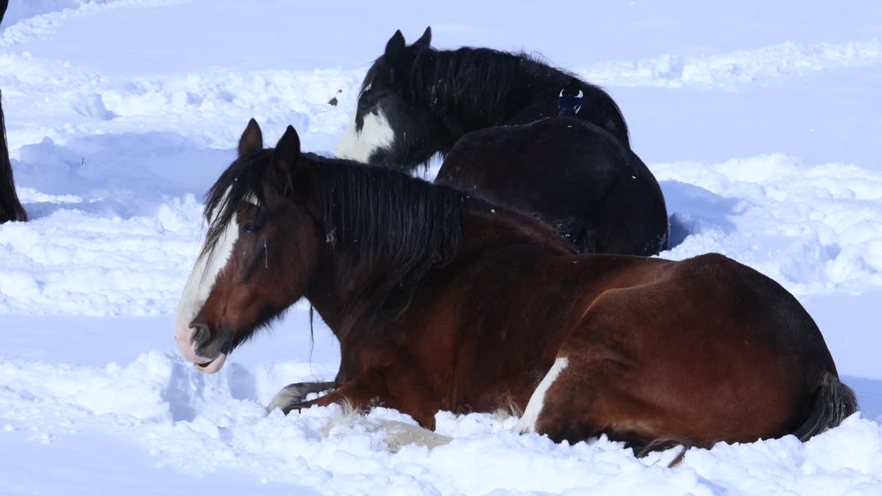 pájaro arrastrándose sobre caballos en la nieve en pasto montana 4k cámara lenta