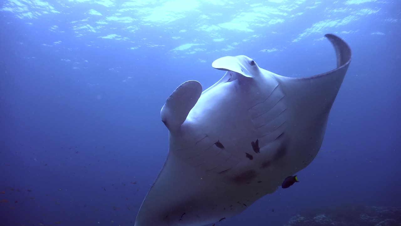 manta ray girando frente a la cámara