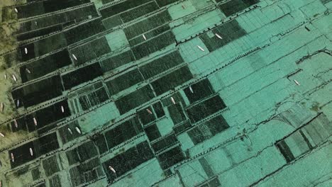 aerial view of a seaweed farm