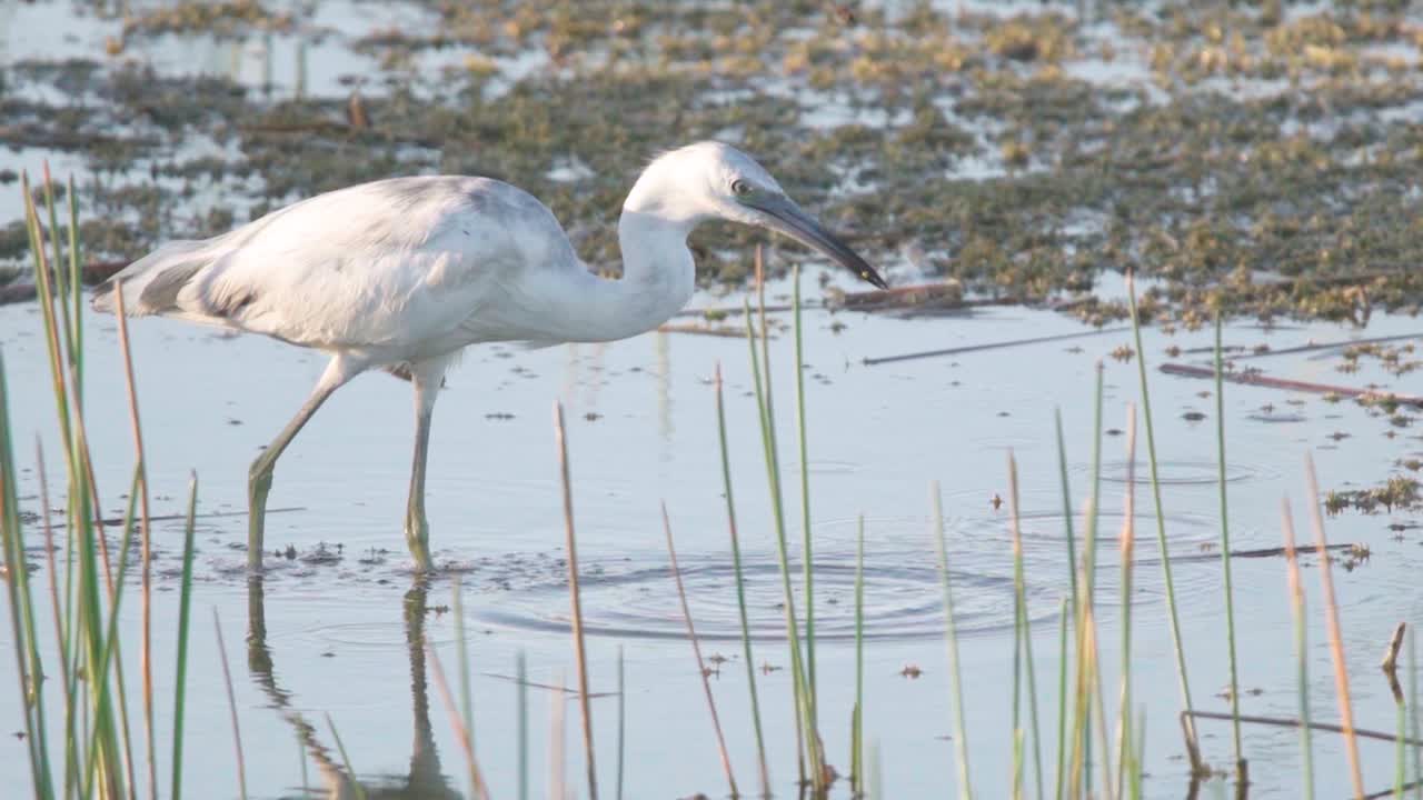 느린 동작으로 물고기를 잡고 먹는 청소년 작은 파랑 새 헤론