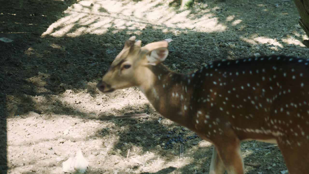 4k cinematográfico en cámara lenta de la naturaleza de la vida silvestre imágenes de un ciervo manchado de cerca en el medio de la jungla en las montañas de phuket, tailandia en un día soleado