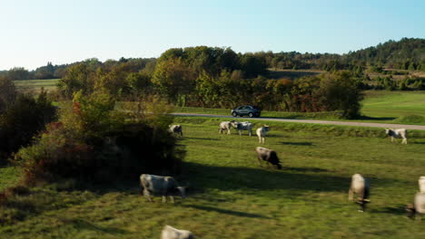 car driving through rural european farmlands with grazing cows