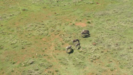 drone aerial of zebra herd on a spring grass plains in the wild early morning