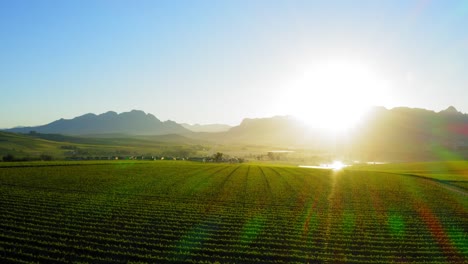 Volando-Sobre-El-Paisaje-De-Viñedos-Verdes-En-Una-Granja-Con-Montañas-Al-Fondo,-Amanecer-Temprano-En-La-Mañana,-Stellenbosch,-Ciudad-Del-Cabo