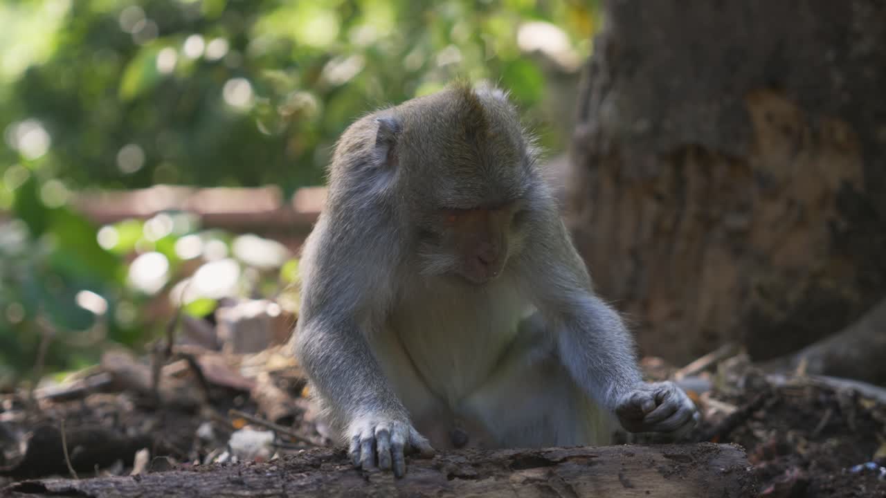 Low angle view observing the behaviour of wild long-tailed macaques in his natural environment inside Ubud Monkey Forest in Bali, Indonesia