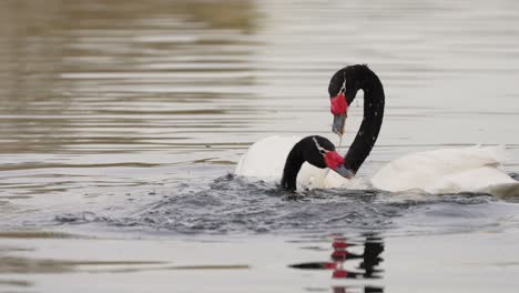 close up shot of swan diving and spite each other in lake,slow motion