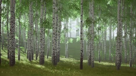 vibrant birch trees fill the landscape in a tranquil forest setting