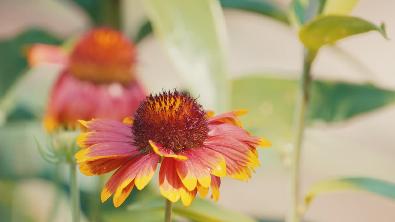 Bumblebee ballet on a cockade flower, a mesmerizing dance of nature's pollination in a vibrant garden
