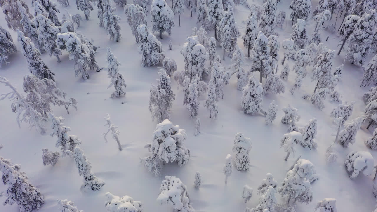 Ilmakuva taaksepäin lumipeitteisen metsän yllä, aurinkoinen talviaamu Lapissa.