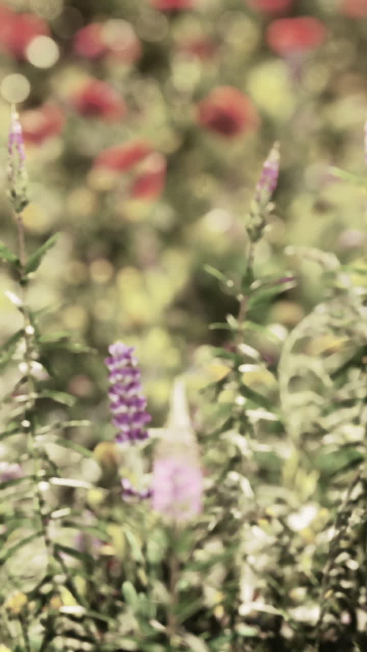 Un campo di fiori viola con uno sfondo sfocato