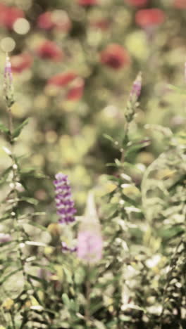 a field of purple flowers with a blurry background