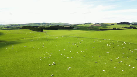 Sheep-are-grazing-on-a-field-in-Gore-area,-area-of-agriculture-fields