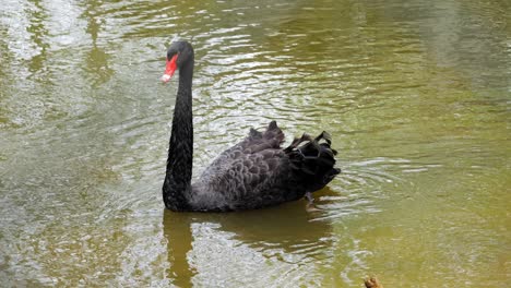 Porträt-Eines-Schwarzen-Schwans,-Der-Auf-Einem-Ruhigen-See-Schwimmt