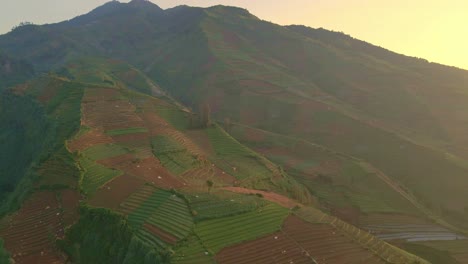 Vista-Matutina-De-Una-Enorme-Plantación-De-Hortalizas-Al-Amanecer.