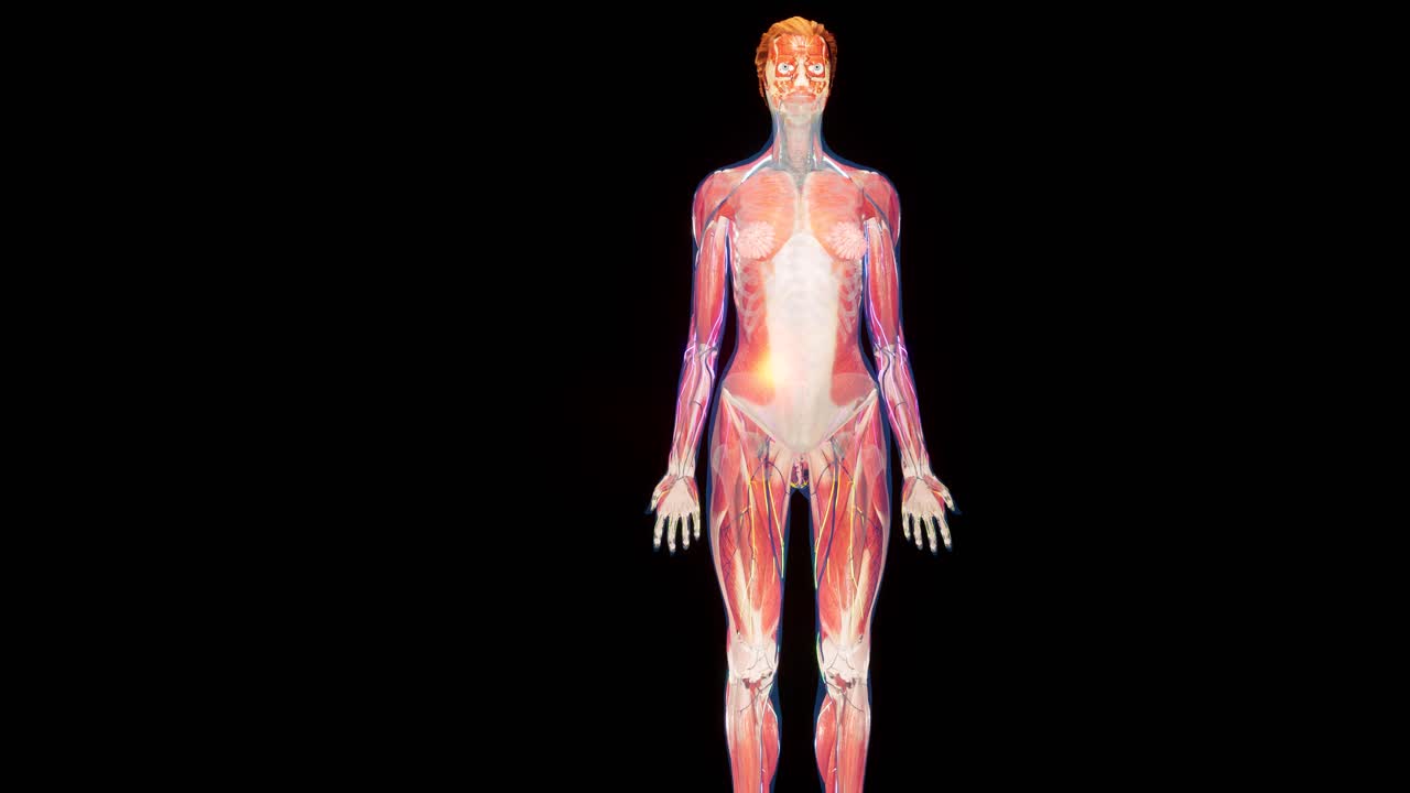 animación 3d anatómica del cuerpo femenino. estructura muscular y vascular debajo de la piel. anatomía del pecho.