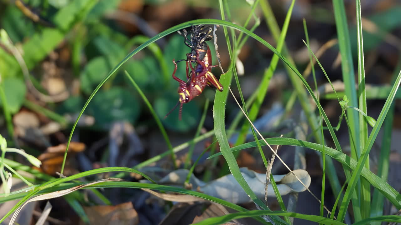 Close up on a Florida Lubber Grasshopper Hanging Upside Down Molting - Shedding Its Exoskeleton To Grow. static shot