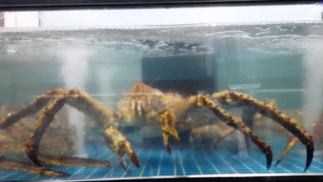 monstrous looking spider crab behind the glass of a fish tank, horrify looking long legs and antennas on the giant crab, keeping alive in the supermarket for cooking