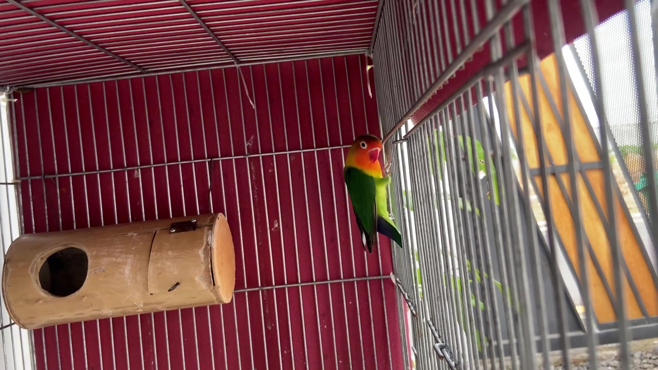 Agapornis de Fischer posado dentro de una jaula de alambre roja
