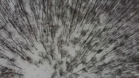 drone flight over some trees with strong snowfall