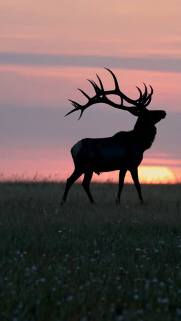 silhouette of an elk with antlers against a sunset sky