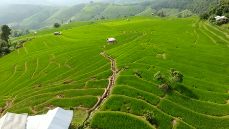 rice field terrace on mountain agriculture land.