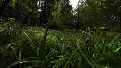 fpv pull through high grass to reveal fern and moss covered trees in the rain forest, slow motion