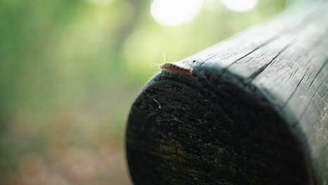 creepy worm-like caterpillar in a wooden pillar at the forest