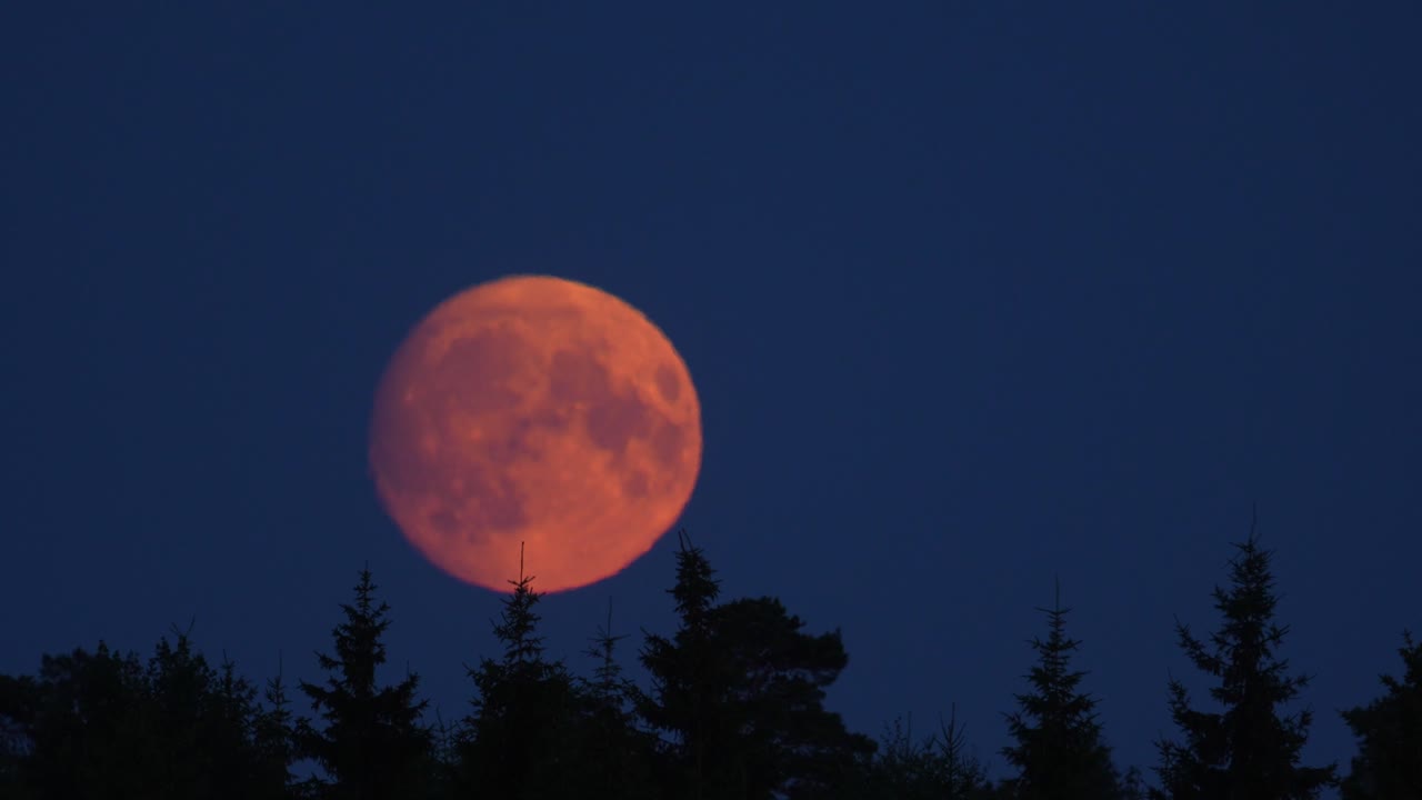 Top of the trees in focus in night and red moon raising in the background