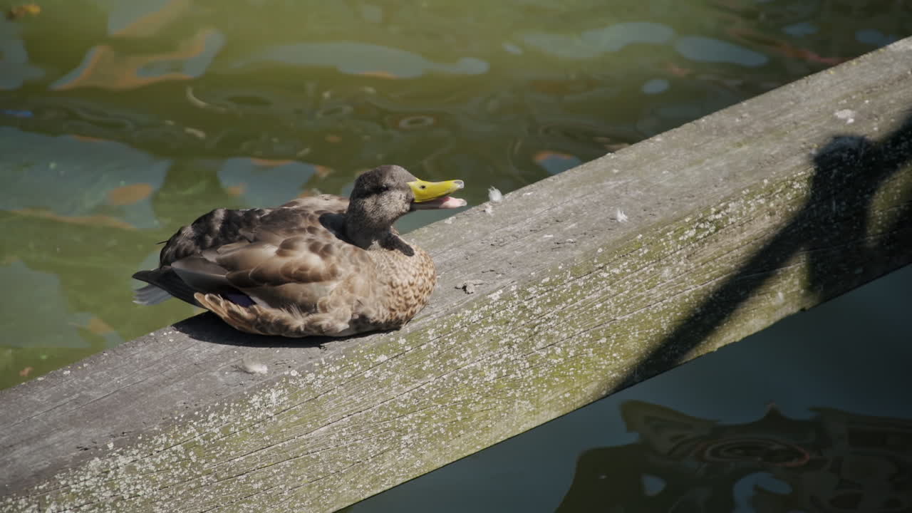 Duck Quacking and Croaking with Moving Yellow Beaks, Standing on Wooden Timber on Green Muddy Lake in slowmo
