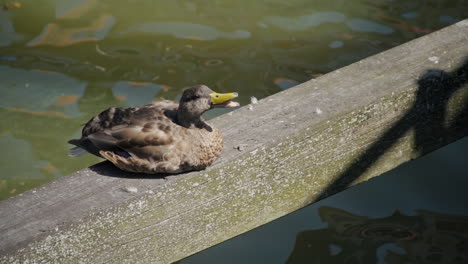 duck quacking and croaking with moving yellow beaks, standing on wooden timber on green muddy lake in slowmo