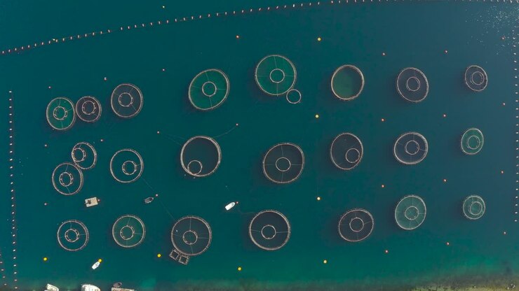 Aerial view of Round fish farms in the sea