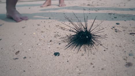 la gente mira el erizo negro vivo moviéndose en la playa de arena.