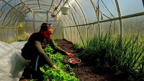 Slow-motion---caucasian-woman-harvesting-radish-in-greenhouse