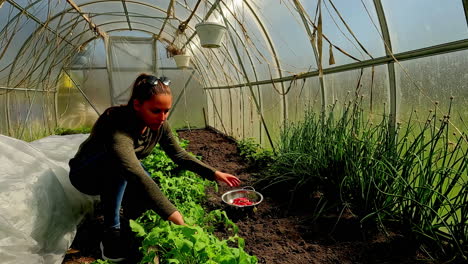 slow motion - caucasian woman harvesting radish in greenhouse