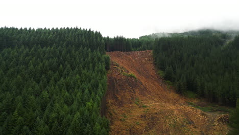 aerial shot of forest in new zealand district