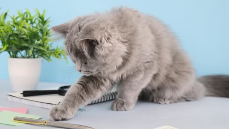 el gato se sienta en la mesa de la computadora al lado del teclado y se lamia.