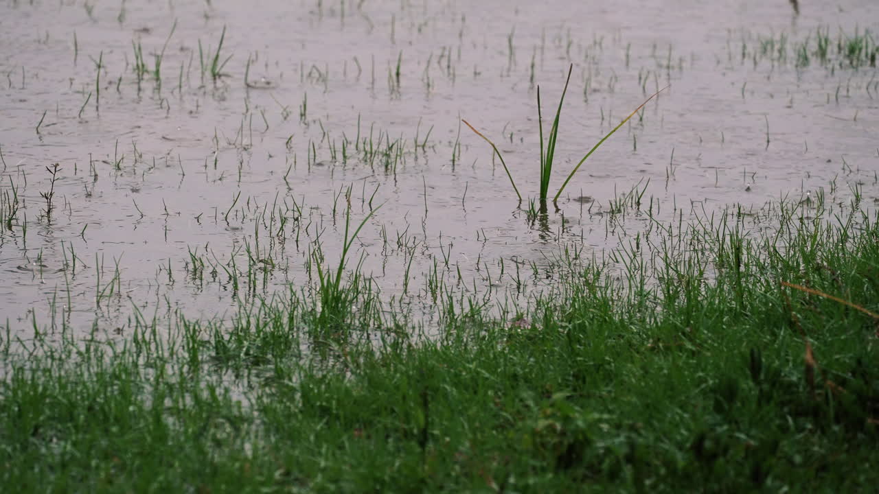 Grassy yard lawn or park with a big puddle in the green field