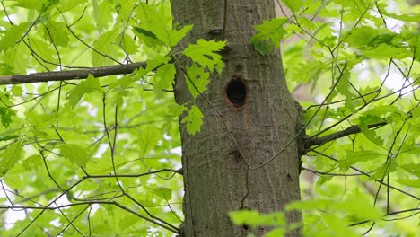 Great-Spotted-Woodpecker-Seen-Inside-Nest-Hole-In-Tree-In-Woodland