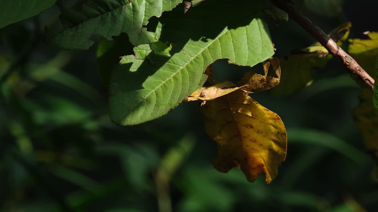 insecto de hoja javanés, phyllium pulchrifolium, forma amarilla femenina, imágenes de 4k