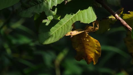 Javanese-Leaf-Insect,-Phyllium-pulchrifolium,-Female-Yellow-Form,-4K-Footage