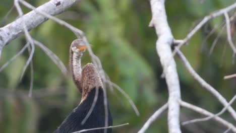 anhinga en estanque y escalofriante.