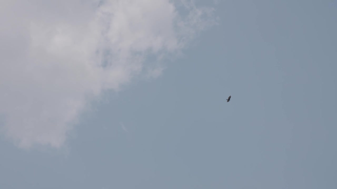 Distant black vulture circles as handheld camera tracks it across a cloudy sky.