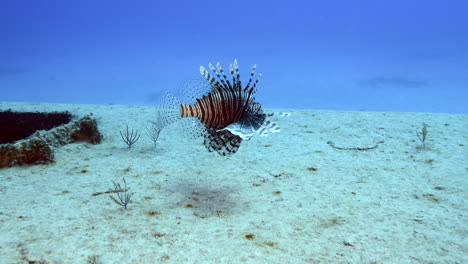 lion fish swimming above a ship wreck in bimini