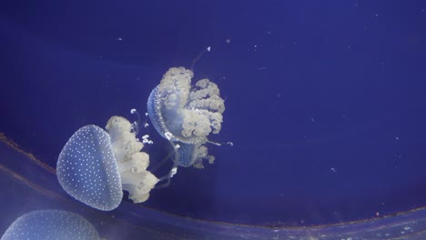 close up of jellysfishes swimming