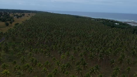 Vista-Aérea-De-Una-Gran-Plantación-De-Palmeras-De-Aldea-Que-Crece-Cerca-De-La-Costa-De-Una-Remota-Isla-Tropical-En-El-Océano-Pacífico