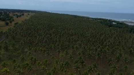 vista aérea de una gran plantación de palmeras de aldea que crece cerca de la costa de una remota isla tropical en el océano pacífico