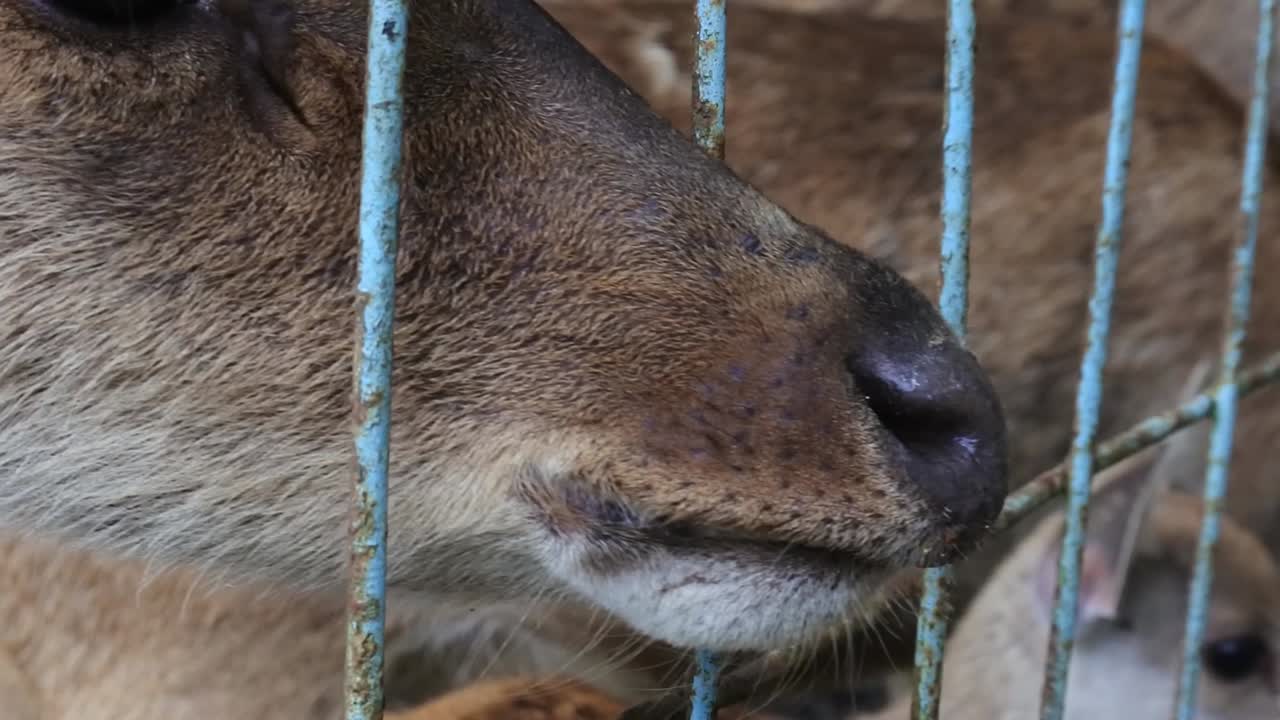 The deer's head peeked out of the iron cage