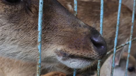 La-Cabeza-Del-Ciervo-Se-Asomó-Por-La-Jaula-De-Hierro