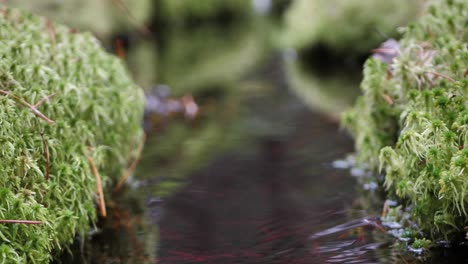 Ein-Schöner-Kleiner-Waldfluss-Im-Herbst