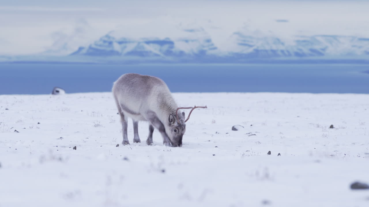 reno soltero buscando comida en la tundra montañosa cubierta de nieve fresca